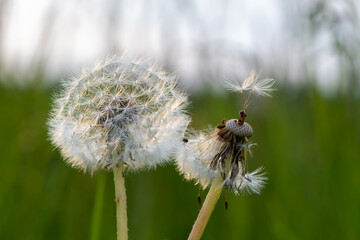 dandelion