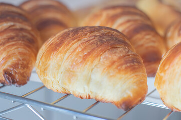 Freshly backed french croissant shiny in the rays of the morning sun,natural light