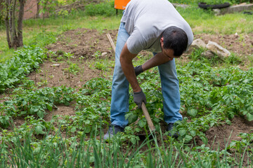 The farmer suppresses weeds from the potato field with a hoe on an early spring morning. Agriculture and garden concept
