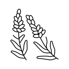 lavender herb line icon vector illustration