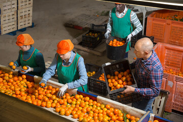 Above view of active male and female workers in colored uniform sorting fresh ripe mandarins on...
