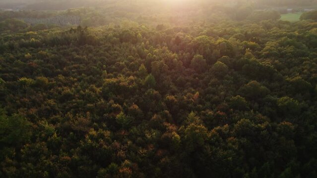 Drone Over Misty Forest In Autumn At Sunset