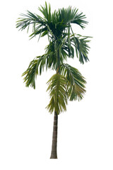 Fototapeta premium Betel nut trees are succulent with lush green leaves. Isolated white color for background and textured.