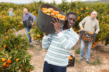 Portrait of positive workers picking mandarins in boxes on farm