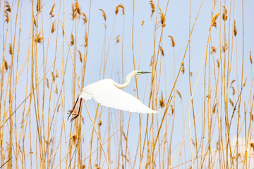 Obraz premium White great egret flying in the reeds of Volga river in the blue sky
