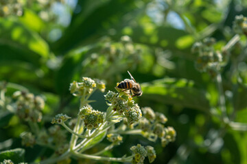Bee getting pollen from a flower | green plants background