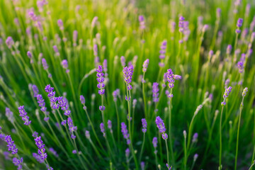 Fototapeta na wymiar Lavender and green grass during sunset. A field of lavender. Plants for aromatherapy. Plants as a background.