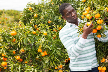 Positive afro male farmer picking carefully ripe mandarins in crate on plantation