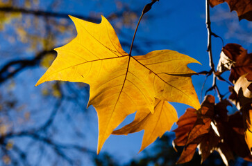 Close up of a yellow maple autumn leaf