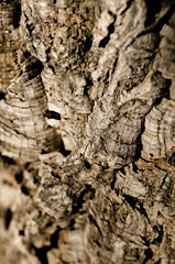 close up of a tree trunk