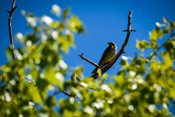 Obraz premium Pajaro