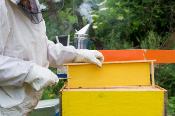 Professional beekeeper in protective workwear inspecting honeycomb frame at apiary on a sunny spring day. Close up, selective focus
