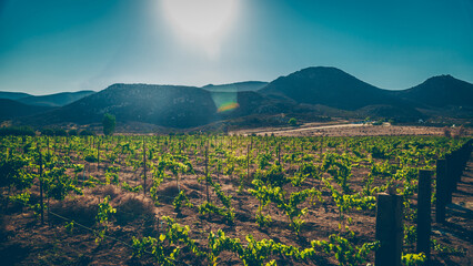 Valle Guadalupe Vinicola