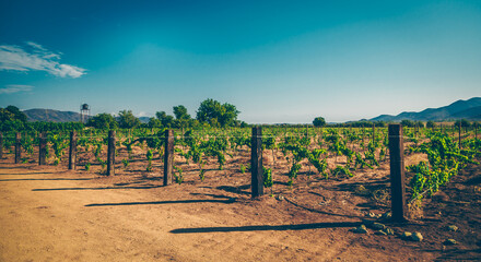 Valle Guadalupe Vinicola