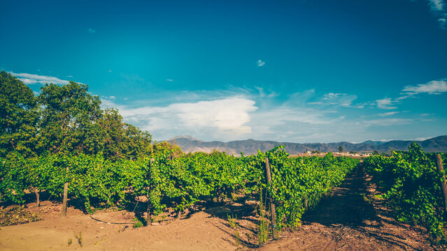 Valle Guadalupe Vinicola