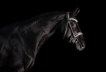 Fototapeta na wymiar portrait of beautiful black horse at black background. studio shot