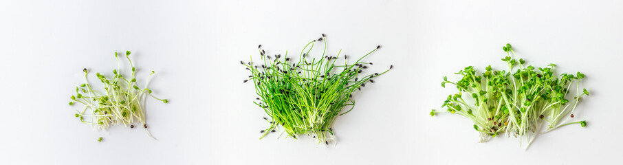 Set of micro greens on white background. Growing swede, chives and mustard. - obrazy, fototapety, plakaty