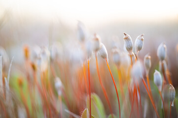 wild nature photo. Made ethically, without frightening animals or interfering with the ecosystem.