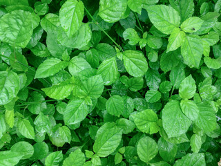 Fototapeta na wymiar Fresh Green Leaves of Egyptian Spinach Plant Corchorus olitorius