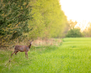 wild nature photo. Made ethically, without frightening animals or interfering with the ecosystem.