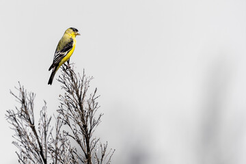 lesser goldfinch on branches