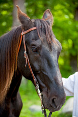 Obraz premium A horse with a bridle and bit, ready for riding.