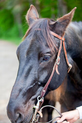 A horse with a bridle and bit, ready for riding.