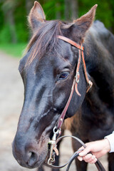 Fototapeta premium A horse with a bridle and bit, ready for riding.