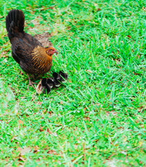 chicken in the grass 