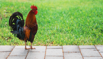 rooster in the grass beautiful Cuba miami  © Alberto GV PHOTOGRAP