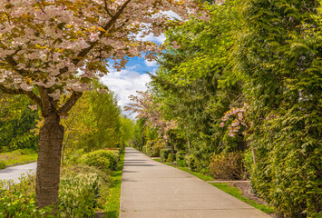 Path in the spring park. Walking. Landscape. A footpath walkway in the park.