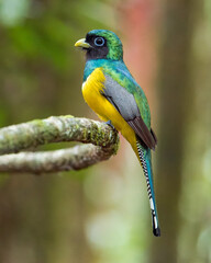 Black-throated Trogon perched on a branch in Corcovado National Park in Costa Rica