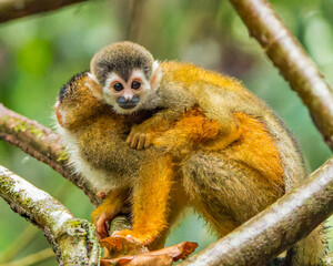 Naklejka na ściany i meble Squirrel Monkey endemic monkey to Costa Rica in Corcovado National Park 