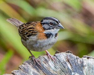 Rufous-collared Sparrow perched on a tree stump in Costa Rica highlands