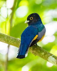 Gartered Trogon perched on a branch in Costa Rica