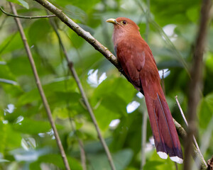 Squirrel Cuckoo perched on a branch in Costa Rica