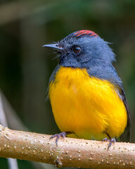 Slate-throated Redstart perched on a branch in Costa Rica