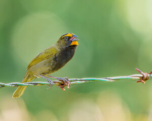 Yellow-faced Grassquit perched on a barbed wire fence in Costa Rica