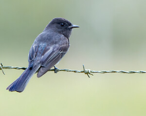 Black Phoebe perched on a barbed wire fence in Costa Rica