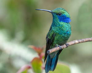 Lesser Violetear endemic hummingbird of Costa Rica perched on a branch
