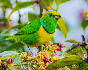 Colorful endemic Golden-browed Chlorophonia eating berries in the highlands of Costa Rica. 