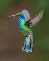 Fototapeta na wymiar Lesser Violetear endemic hummingbird of Costa Rica dancing in flight
