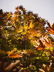autumn leaves on a tree