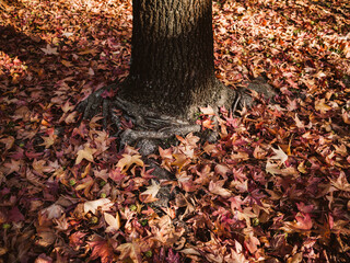 leaves on the ground