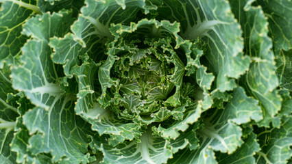 初夏のキャベツの出荷前