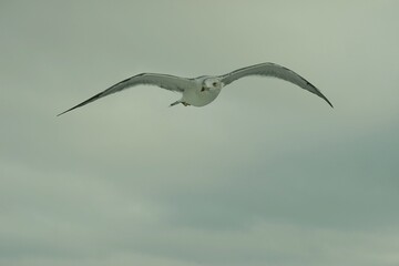 Seagull flying off the coast of Ishinomaki