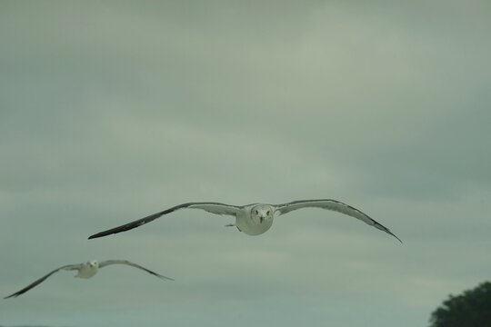 Seagull flying off the coast of Ishinomaki