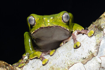 The Kambo frog secretes a highly toxic substance to defend itself against predators. In the Amazon,...