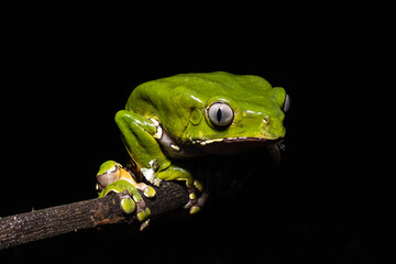 The Kambo frog secretes a highly toxic substance to defend itself against predators. In the Amazon,...
