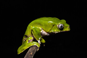 The Kambo frog secretes a highly toxic substance to defend itself against predators. In the Amazon, various indigenous tribes use the poison of this frog as part of their customs.